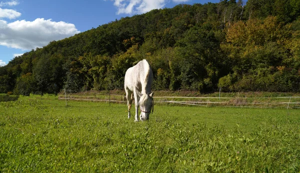 Caballo Blanco Corriendo Otoño Baviera —  Fotos de Stock