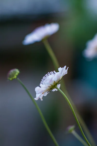 Vertical Shot White Spring Flowers Soft Blurry Background — Stock Photo, Image