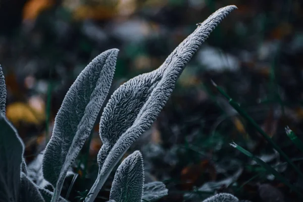 Närbild Vilda Växter Skogen — Stockfoto