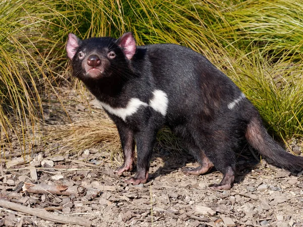 Nahaufnahme Eines Tasmanischen Teufels Wald — Stockfoto