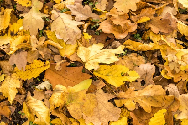 Eine Nahaufnahme Von Herbstblättern Wald Tag — Stockfoto