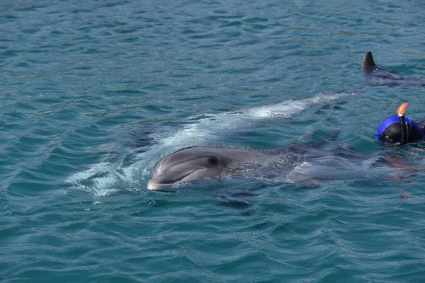 Närbild Delfin Simma Blå Vattnen Den Marina Parken — Stockfoto