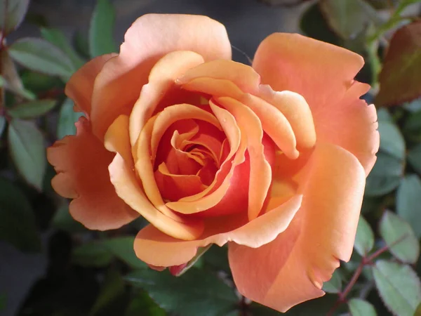 Zbliżenie Strzał Jasnego Pomarańczowego Kwiatu Róży Rośnie Ogrodzie — Zdjęcie stockowe