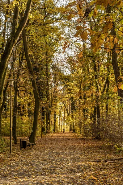 Plano Vertical Camino Bosque Durante Otoño Luz Del Día —  Fotos de Stock