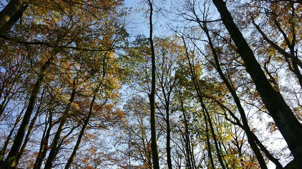 Eine Flache Aufnahme Von Bäumen Einer Waldlandschaft — Stockfoto