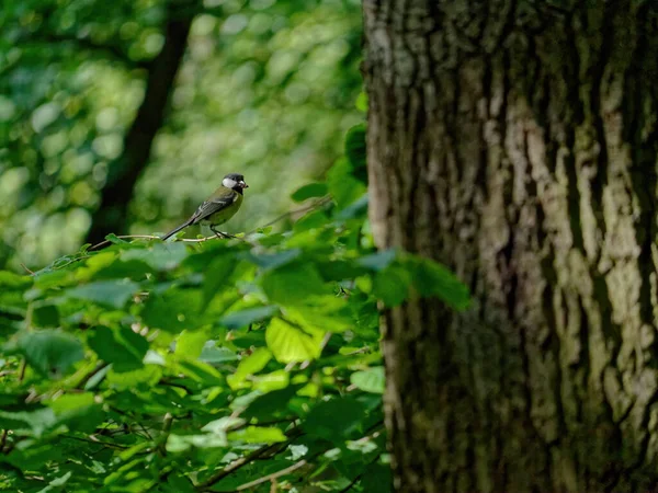 Tiro Close Pequeno Pássaro Empoleirado Ramo Árvore — Fotografia de Stock