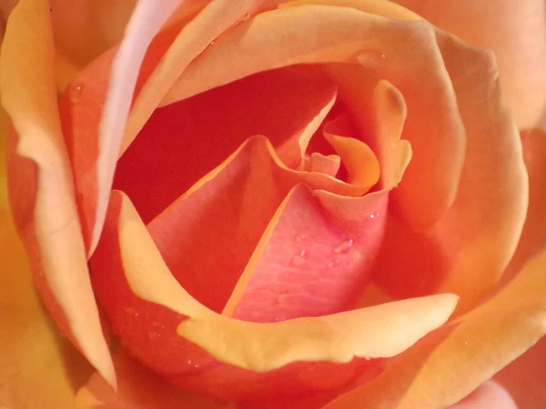 庭で成長している明るいオレンジ色のバラの花のマクロショット — ストック写真