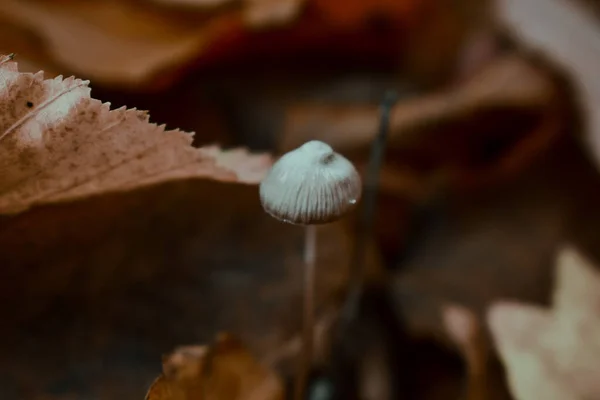 森林里野生蘑菇的特写镜头 — 图库照片