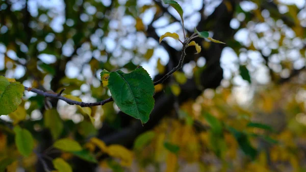 Eine Selektive Fokusaufnahme Bunter Herbstblätter Auf Ästen — Stockfoto