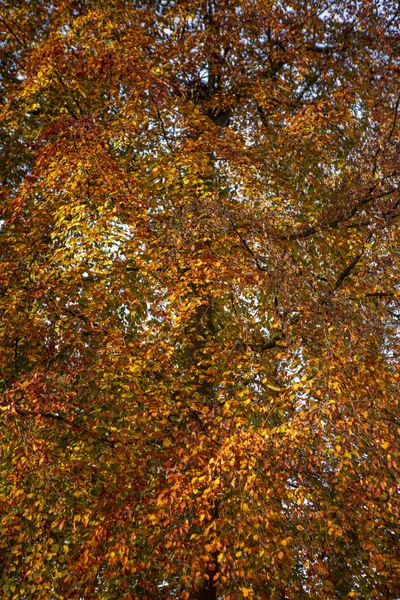 Colori Autunnali Pieni Soffiati Vivaci Sfumature Arancio Giallo Marrone Fitta — Foto Stock