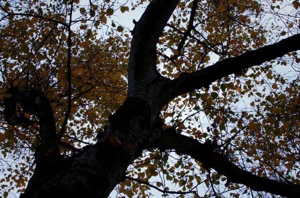 Uma Coroa Árvore Min Final Outono — Fotografia de Stock