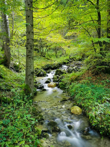 Ένα Κάθετο Πλάνο Ενός Μικρού Ποταμού Στο Δάσος Καλοκαίρι — Φωτογραφία Αρχείου