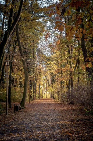 Vertikal Bild Stig Skogen Hösten Dagsljus — Stockfoto