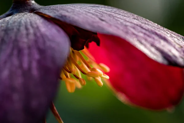 Makro Záběr Krásné Fialové Hellebore Květiny — Stock fotografie