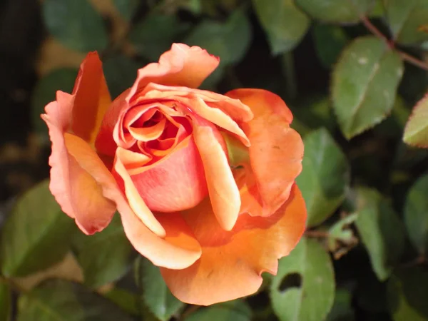 Tiro Perto Uma Flor Rosa Laranja Brilhante Crescendo Jardim — Fotografia de Stock