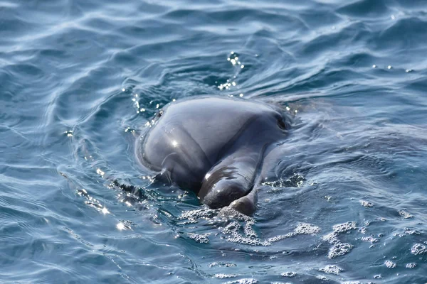 Närbild Delfin Simma Blå Vattnen Den Marina Parken — Stockfoto