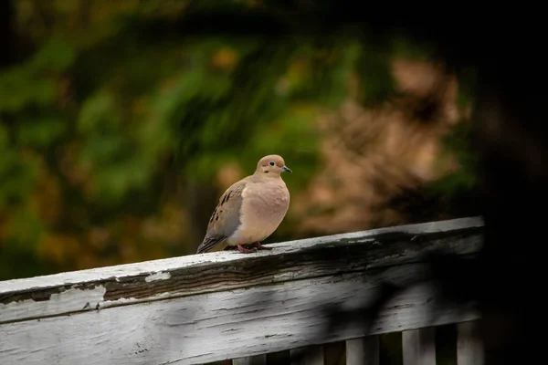 Selective Focus Shot Pigeon Perched Wood — Stock Photo, Image