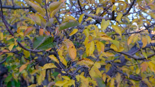 Primo Piano Foglie Autunnali Colorate Sui Rami — Foto Stock