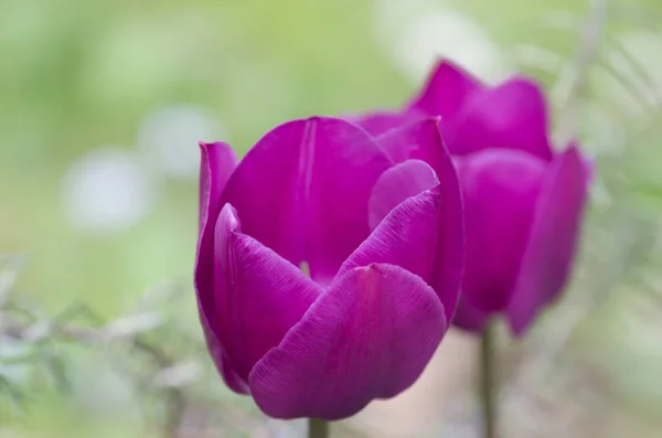 Селективный Снимок Фиолетовых Тюльпанов Лесу — стоковое фото