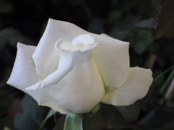 Close Shot White Rose Flower Growing Garden — Stock Photo, Image