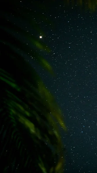 Függőleges Panoráma Egy Gyönyörű Csillagos Éjszakai Égboltra Egy Trópusi Faágon — Stock Fotó