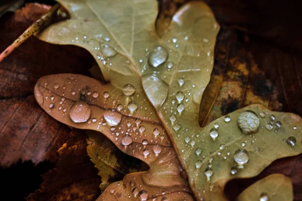 Zbliżenie Strzał Waterdrops Jesiennych Liściach — Zdjęcie stockowe