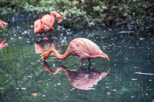 ピンクのフラミンゴが水中を歩く選択的な焦点ショット — ストック写真