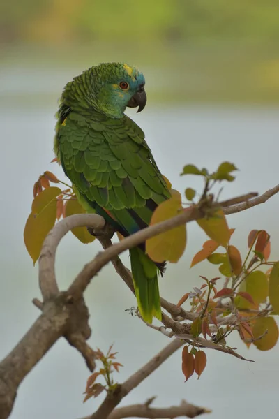 Turkuaz Amazon Amazona Aestiva Ayrıca Turkuaz Önlü Papağan Mavi Yüzlü — Stok fotoğraf