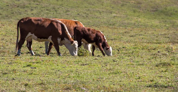 Tiro Vacas Pastando Campo —  Fotos de Stock