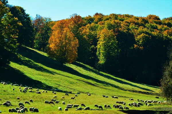 Gado Pastando Paisagem Com Folhagem Colorida Nas Árvores Natureza Outono — Fotografia de Stock