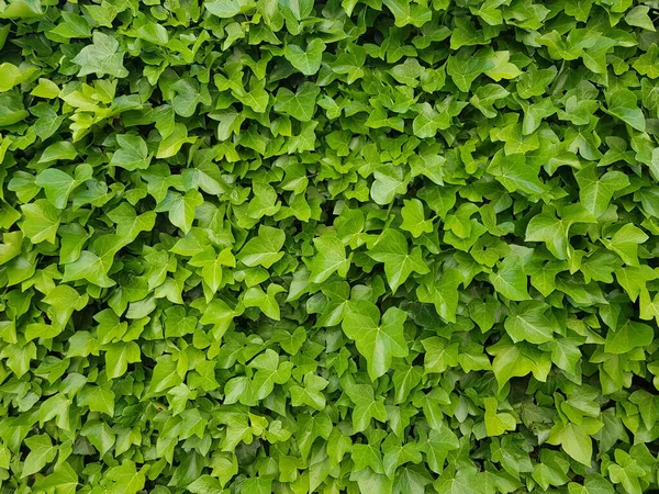 Крупный План Ярко Зеленых Листьев — стоковое фото