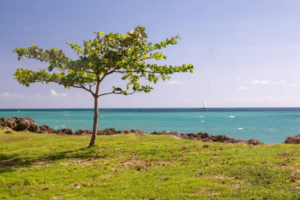 Plan Rapproché Arbre Solitaire Île Guadeloupe Sur Fond Ciel Clair — Photo
