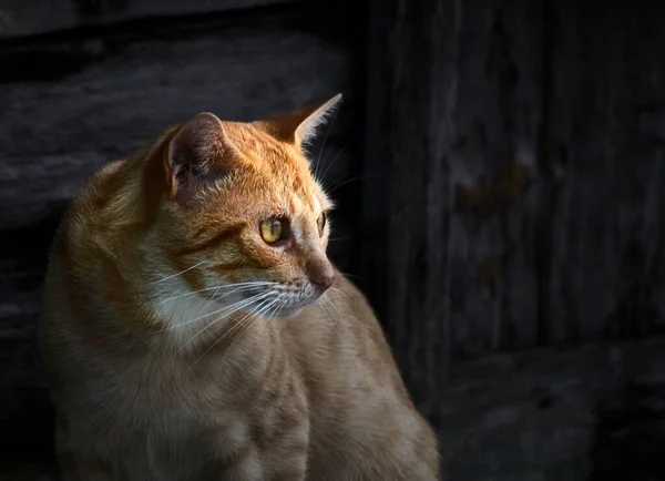 Closeu Shot Orange Domestic Cat — Stock fotografie