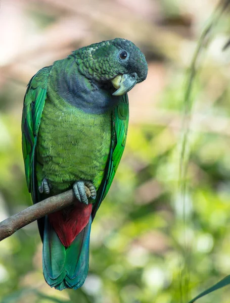 Tiro Vertical Papagaio Verde Bonito — Fotografia de Stock