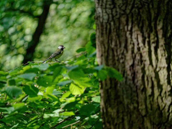 Tiro Close Pequeno Pássaro Empoleirado Ramo Árvore — Fotografia de Stock