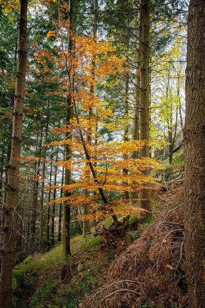Vue Verticale Magnifique Paysage Automnal Forêt Noire Allemagne — Photo