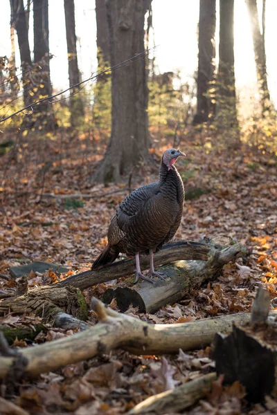 Plan Vertical Une Dinde Perchée Sur Bois Dans Une Forêt — Photo