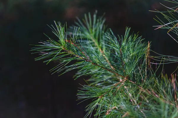 Výběrový Snímek Smrkové Větve Stromu — Stock fotografie