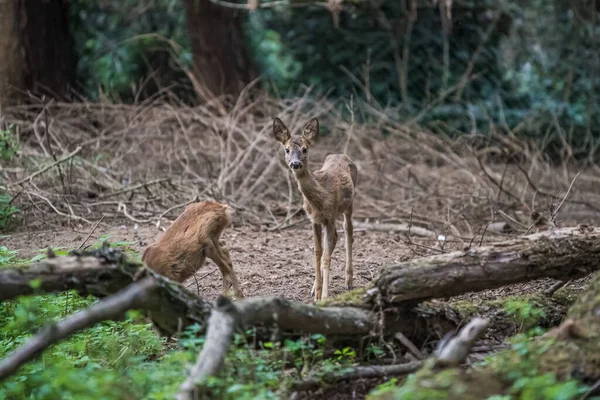 Een Selectieve Focus Shot Van Een Schattige Fawn Het Bos — Stockfoto