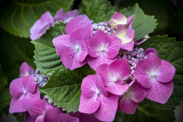 Bahçedeki Güzel Pembe Ortanca Çiçeklerinin Yakın Çekimi — Stok fotoğraf