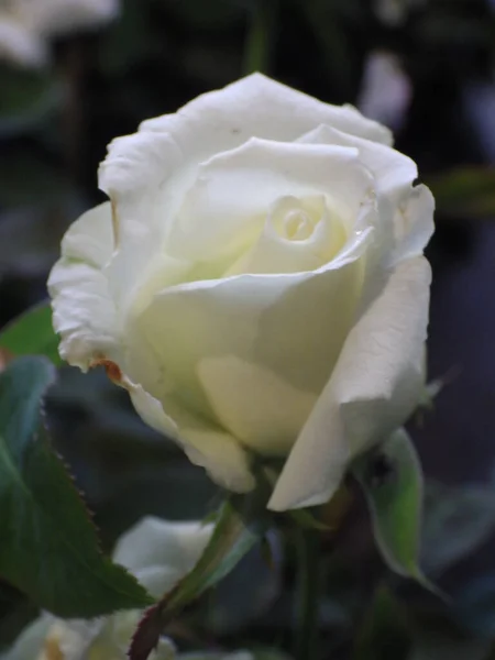 Primer Plano Una Flor Rosa Blanca Creciendo Jardín — Foto de Stock