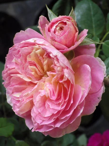 Крупним Планом Рожева Квітка Троянди Росте Саду — стокове фото