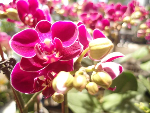 Närbild Skott Blommande Orkidé Blommor Grönska — Stockfoto