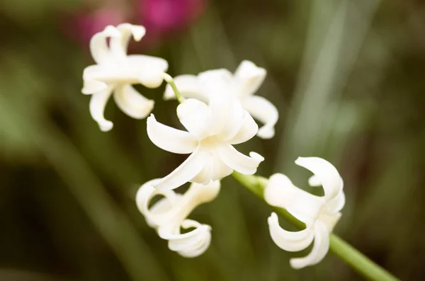 Mise Point Sélective Une Petite Fleur Blanche Dans Jardin — Photo