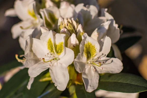 Zbliżenie Ujęcie Białych Kwiatów Ich Pełnym Rozkwicie — Zdjęcie stockowe