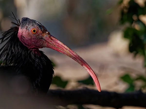 Closeup Shot Northern Bald Ibis Perched Tree Branch — Stock Photo, Image