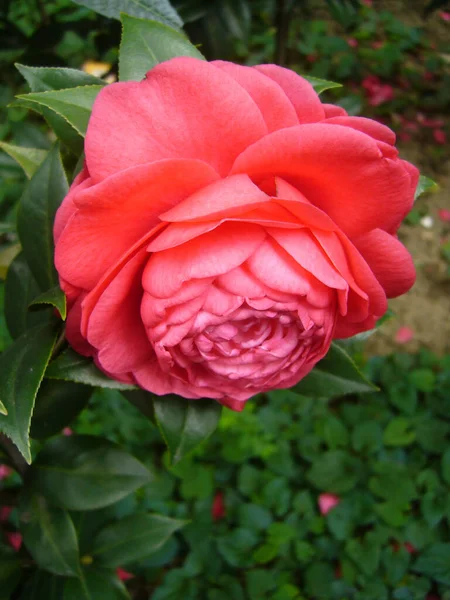 Pionowe Ujęcie Różowego Kwiatu Camellia Pełnym Rozkwicie — Zdjęcie stockowe