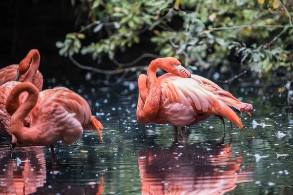 Tiro Seletivo Foco Dos Flamingos Cor Rosa Que Wading Água — Fotografia de Stock