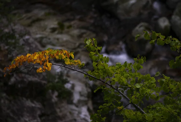 Селективный Фокус Ветки Дерева Зелеными Осенними Листьями — стоковое фото