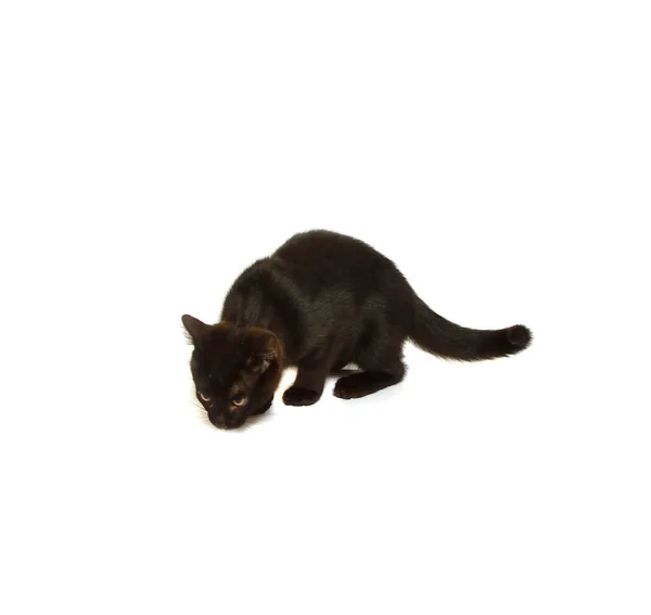 Gato Negro Aislado Sobre Fondo Blanco — Foto de Stock